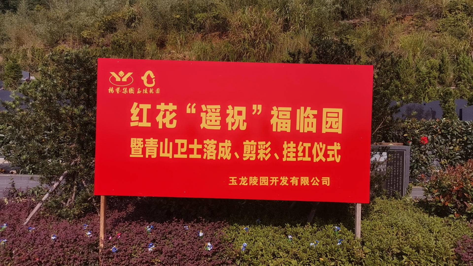 红花传爱意，情满玉龙园！