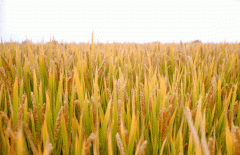 稻谷飘香迎有年|尊龙人生就是搏生产基地奏响丰收乐章